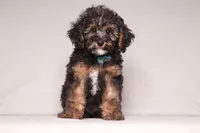 Ranger, a male Poodle - Miniature  for sale in Millersburg, OH – 5 of 7