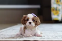 Sammy, a female Cavalier King Charles Spaniel for sale in Millersburg, OH – 5 of 6