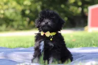 Dexter (AKC), a male Poodle - Miniature  for sale in Millersburg, OH – 2 of 4