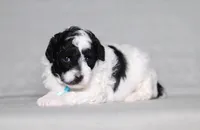 Domino, a male Poodle - Miniature  for sale in Millersburg, OH – 4 of 6