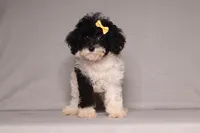 Winnie, a female Poodle - Miniature  for sale in Millersburg, OH – 2 of 4