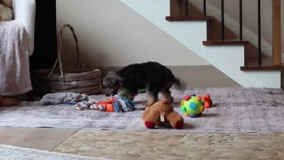 Ranger, a male Poodle - Miniature  for sale in Millersburg, OH – 4 of 4