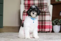 Hunter, a male Poodle - Miniature  for sale in Millersburg, OH – 6 of 7