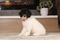 Holly, a female Poodle - Miniature  for sale in Millersburg, OH – 3 of 7