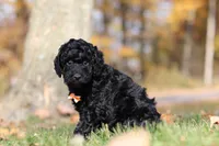 Jared (AKC), a male Poodle - Miniature  for sale in Millersburg, OH – 5 of 6