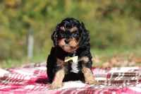 Dax, a male Cavapoo for sale in Millersburg, OH – 3 of 8
