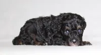 Arthur, a male Poodle - Miniature  for sale in Millersburg, OH – 3 of 5