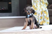Ranger, a male Poodle - Miniature  for sale in Millersburg, OH – 2 of 4