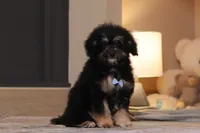 Axel (AKC), a male Poodle - Miniature  for sale in Millersburg, OH – 4 of 7
