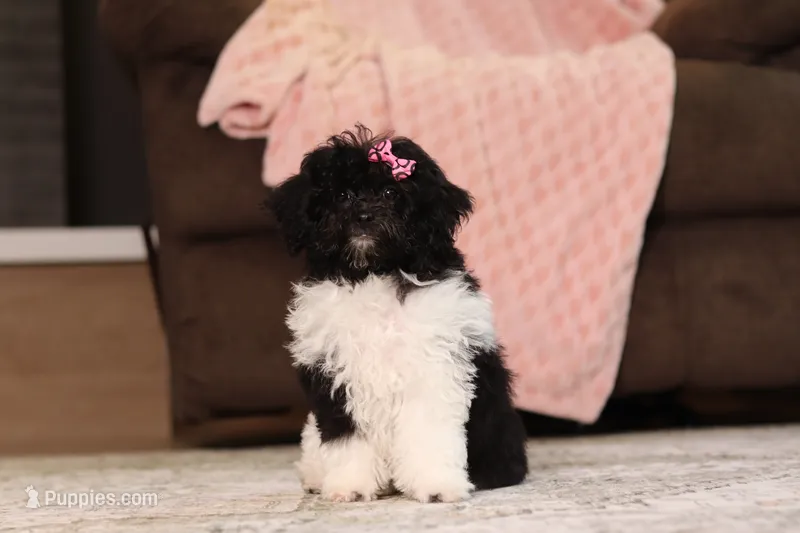 Daisy (AKC) – Poodle - Miniature  puppy for sale in Millersburg, OH