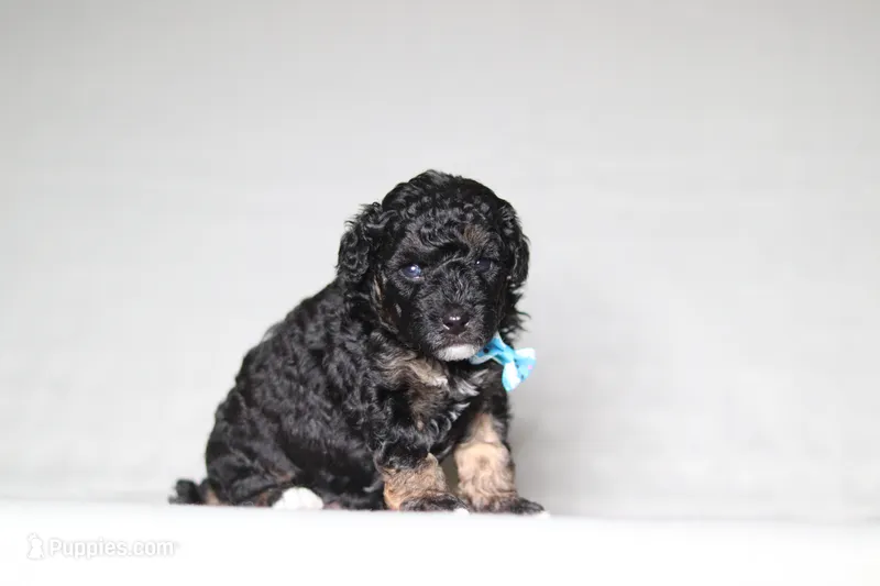Axel – Poodle - Miniature  puppy for sale in Millersburg, OH
