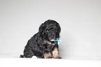 Axel, a male Poodle - Miniature  for sale in Millersburg, OH – 1 of 3