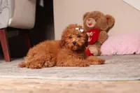 Ruby, a female Poodle - Miniature  for sale in Millersburg, OH – 3 of 5