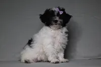 Rose, a female Poodle - Toy  for sale in Millersburg, OH – 3 of 5