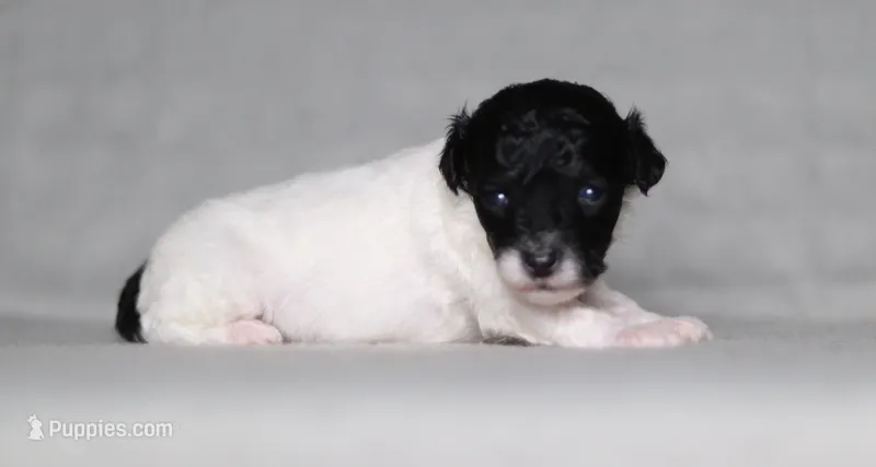 Hudson – Poodle - Miniature  puppy for sale in Millersburg, OH