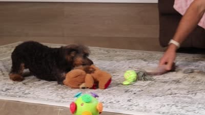 Ranger, a male Poodle - Miniature  for sale in Millersburg, OH – 7 of 7