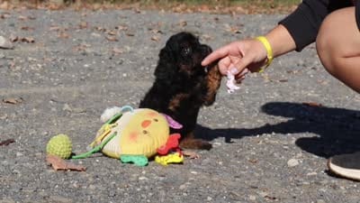 Sadie (AKC), a female Poodle - Miniature  for sale in Millersburg, OH – 8 of 9