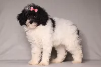 Paisley, a female Poodle - Miniature  for sale in Millersburg, OH – 3 of 4