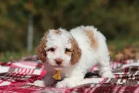 Alfie (AKC), a male Poodle - Miniature  for sale in Millersburg, OH – 3 of 5