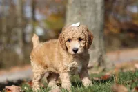 June (AKC), a female Poodle - Miniature  for sale in Millersburg, OH – 8 of 9