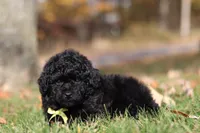 Carter (AKC), a male Poodle - Miniature  for sale in Millersburg, OH – 4 of 7