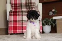 Holly, a female Poodle - Miniature  for sale in Millersburg, OH – 5 of 7