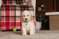 Monty (AKC), a male Poodle - Miniature  for sale in Millersburg, OH – 4 of 7