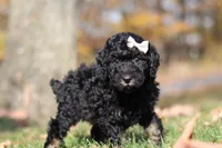 Janice (AKC), a female Poodle - Miniature  for sale in Millersburg, OH – 2 of 6