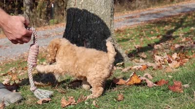June (AKC), a female Poodle - Miniature  for sale in Millersburg, OH – 9 of 9