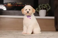 Maisie (AKC), a female Poodle - Miniature  for sale in Millersburg, OH – 2 of 7