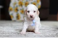 Monty, a male Poodle - Miniature  for sale in Millersburg, OH – 3 of 3