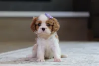 Sammy, a female Cavalier King Charles Spaniel for sale in Millersburg, OH – 3 of 6
