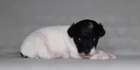 Harley, a male Poodle - Miniature  for sale in Millersburg, OH – 3 of 5