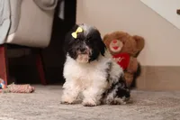 Rose, a female Poodle - Toy  for sale in Millersburg, OH – 4 of 5