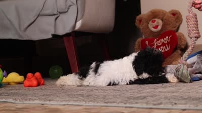 Winnie, a female Poodle - Miniature  for sale in Millersburg, OH – 4 of 4