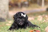 Janice (AKC), a female Poodle - Miniature  for sale in Millersburg, OH – 5 of 6