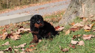 Carson (AKC), a male Poodle - Miniature  for sale in Millersburg, OH – 8 of 8