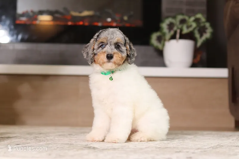 Mabel (AKC) – Poodle - Miniature  puppy for sale in Millersburg, OH