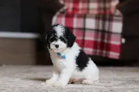 Hudson, a male Poodle - Miniature  for sale in Millersburg, OH – 2 of 4