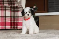 Hazel, a female Poodle - Miniature  for sale in Millersburg, OH – 6 of 7