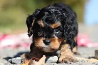 Dax, a male Cavapoo for sale in Millersburg, OH – 7 of 8