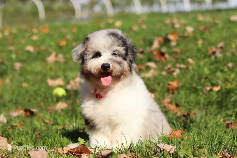 Bandit (AKC) – Poodle - Miniature  puppy for sale in Millersburg, OH