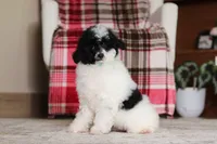 Domino (AKC), a male Poodle - Miniature  for sale in Millersburg, OH – 2 of 7