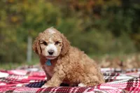 August (AKC), a male Poodle - Miniature  for sale in Millersburg, OH – 5 of 6