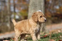 June (AKC), a female Poodle - Miniature  for sale in Millersburg, OH – 5 of 9