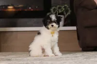Hudson, a male Poodle - Miniature  for sale in Millersburg, OH – 2 of 7