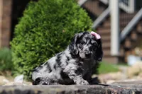 Brielle (AKC), a female Dachshund for sale in Millersburg, OH – 2 of 5