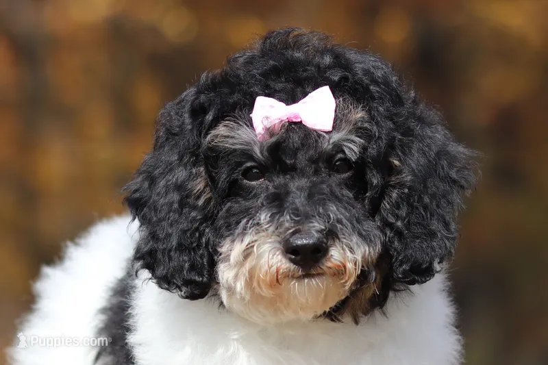 Cassie (AKC) – Poodle - Miniature  puppy for sale in Millersburg, OH