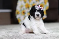 Millie, a female Poodle - Miniature  for sale in Millersburg, OH – 3 of 4
