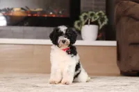 Millie (AKC), a female Poodle - Miniature  for sale in Millersburg, OH – 3 of 7